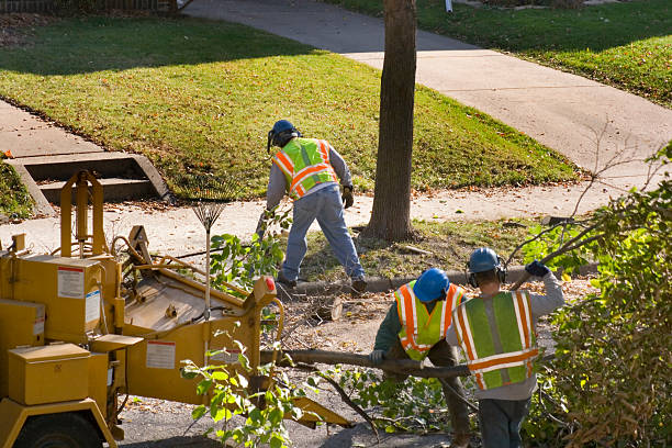 Best Root Management and Removal  in El Paso De Robles, CA